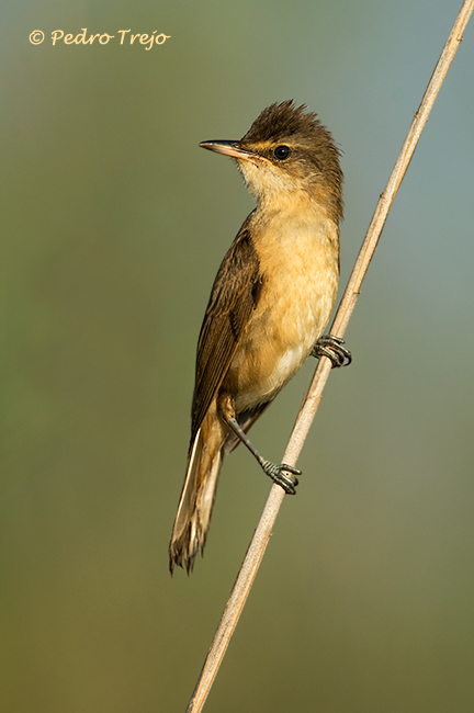 Carricero tordal (Acrocephalus arundinaceus)